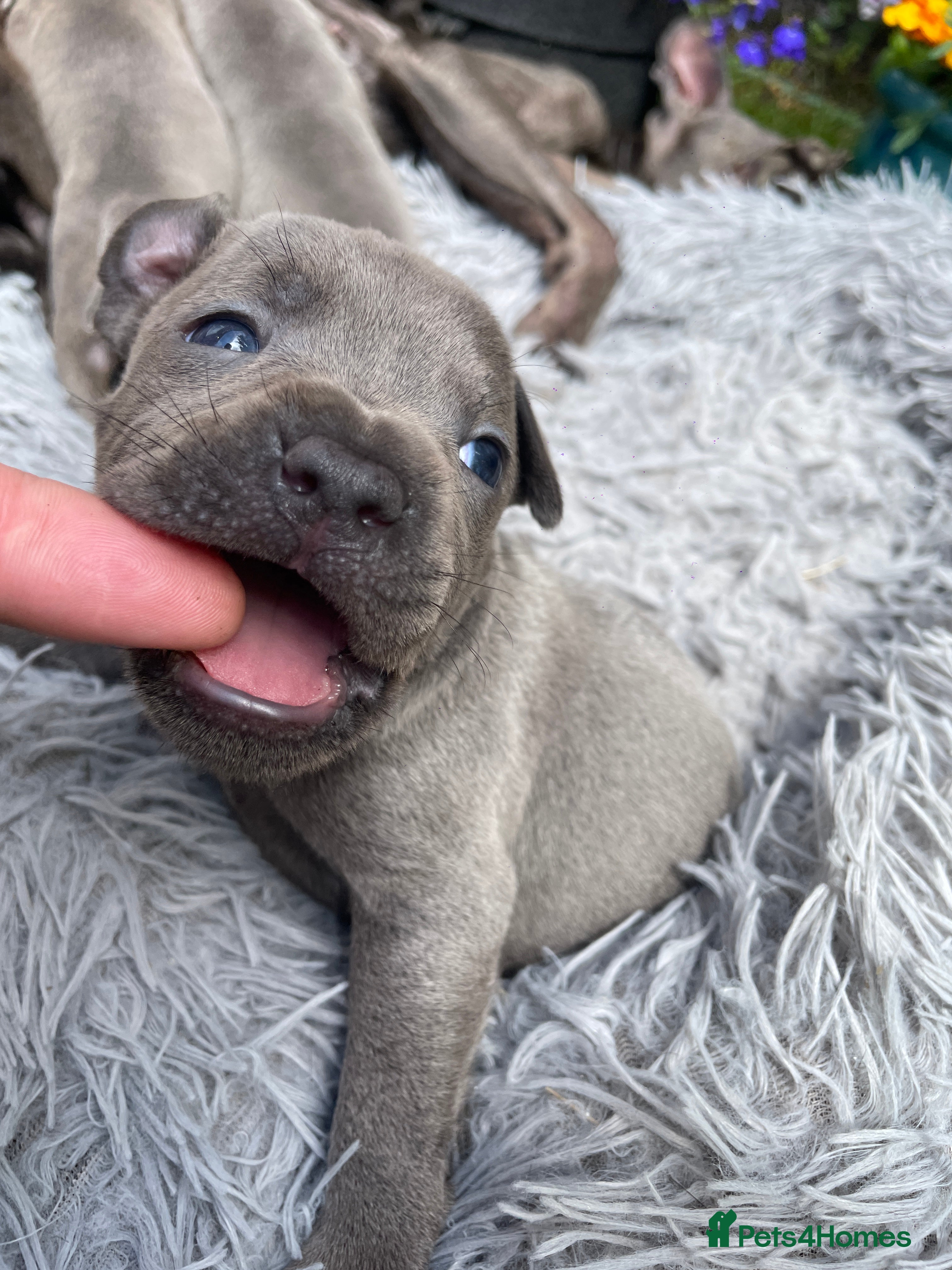 Staffordshire Bull Terrier dogs Black Eye SBTs this season litter 3 boys 3 girls  - Advert 2