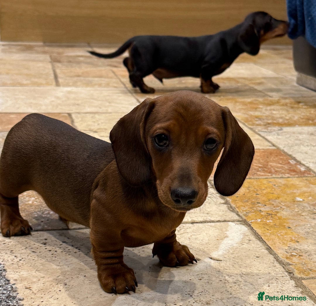 Miniature Dachshund dogs for sale: Miniature Smooth Boys from ivdd scored parents - Image 13