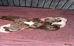 Sproodle dogs for sale:  Gorgeous F2 Sproodle Puppies – Family Raised  - Image 7
