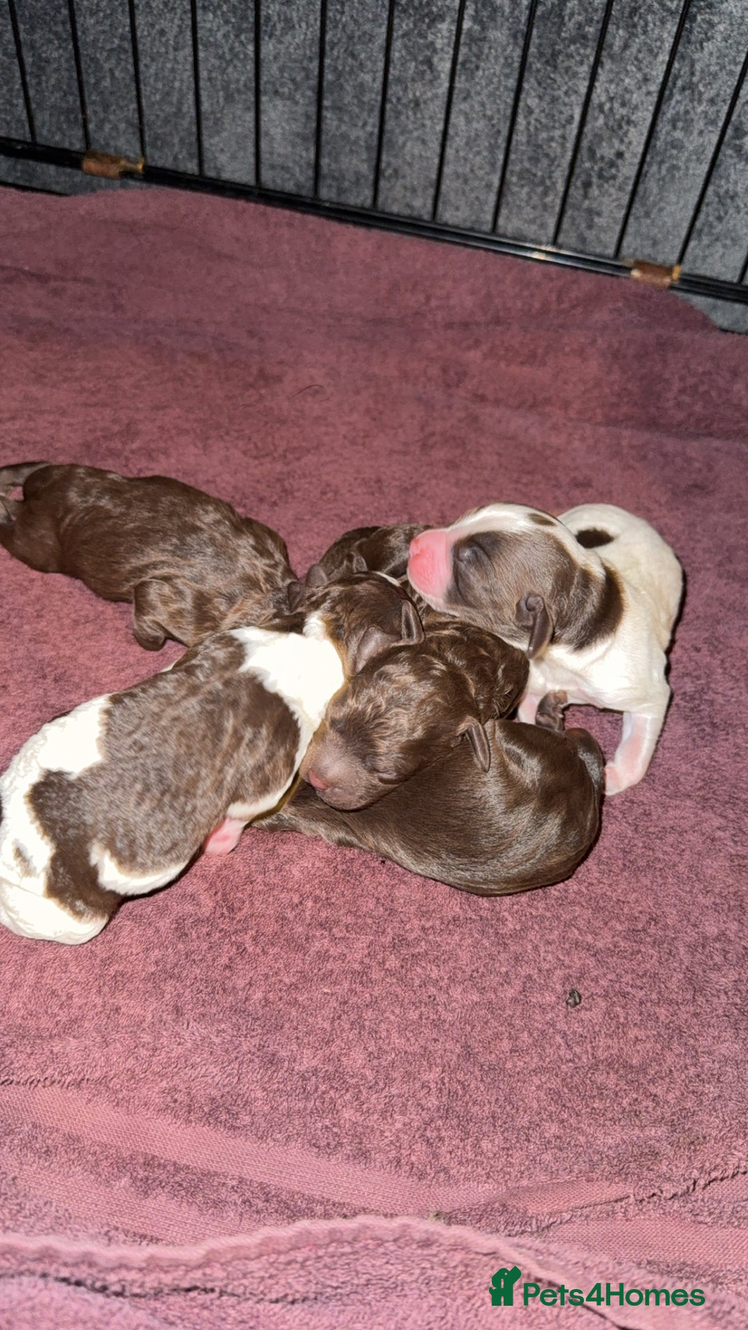 Sproodle dogs for sale:  Gorgeous F2 Sproodle Puppies – Family Raised  - Image 7