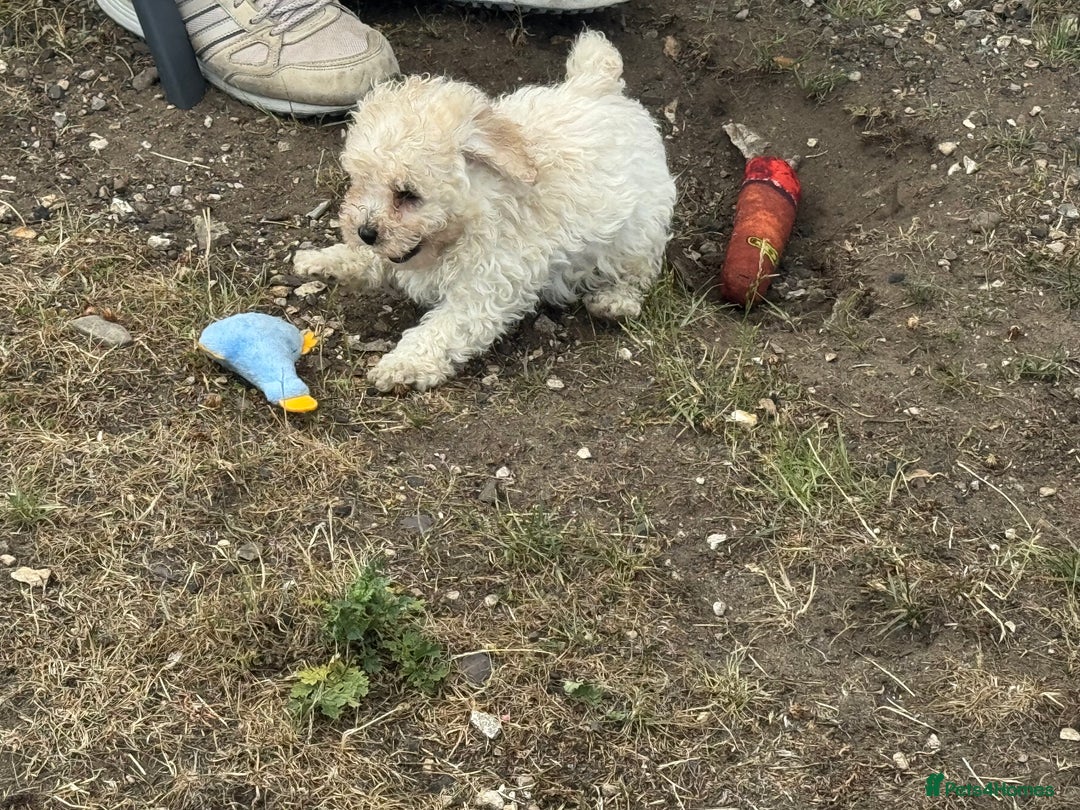 Toy Poodle dogs for sale: 5 True Traditional Toy Poodle Boys 💙 READY TODAY! - Image 11