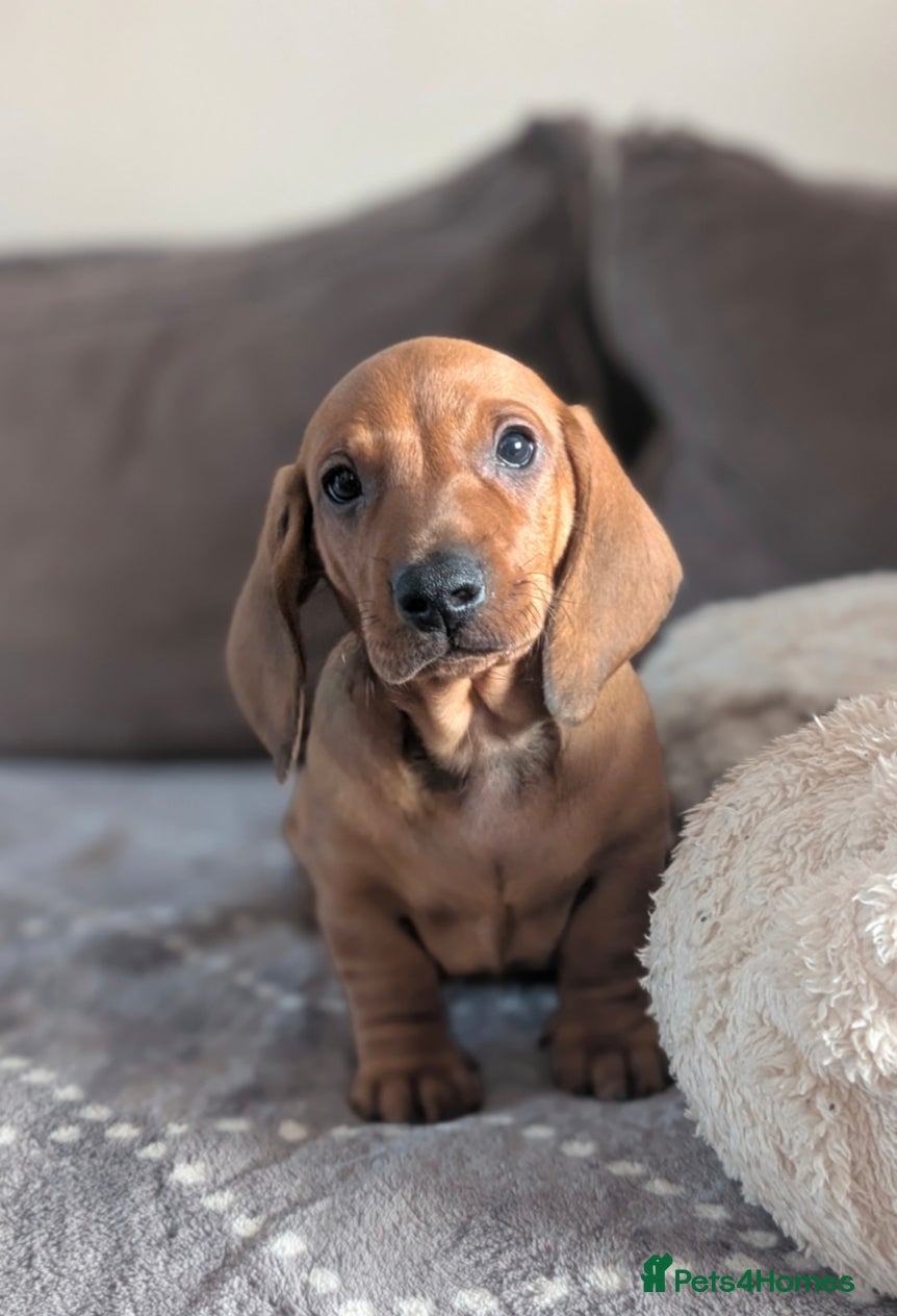 Dachshund dogs Ready Now Champions Line Standard Dachshund - Advert 5