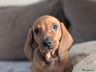 Dachshund dogs Ready Now Champions Line Standard Dachshund - Advert 5