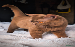 British Shorthair cats for stud: 💦CINNAMON BSH❣️GCCF & TICA active💙STUD 🩸Blood B - Image 18