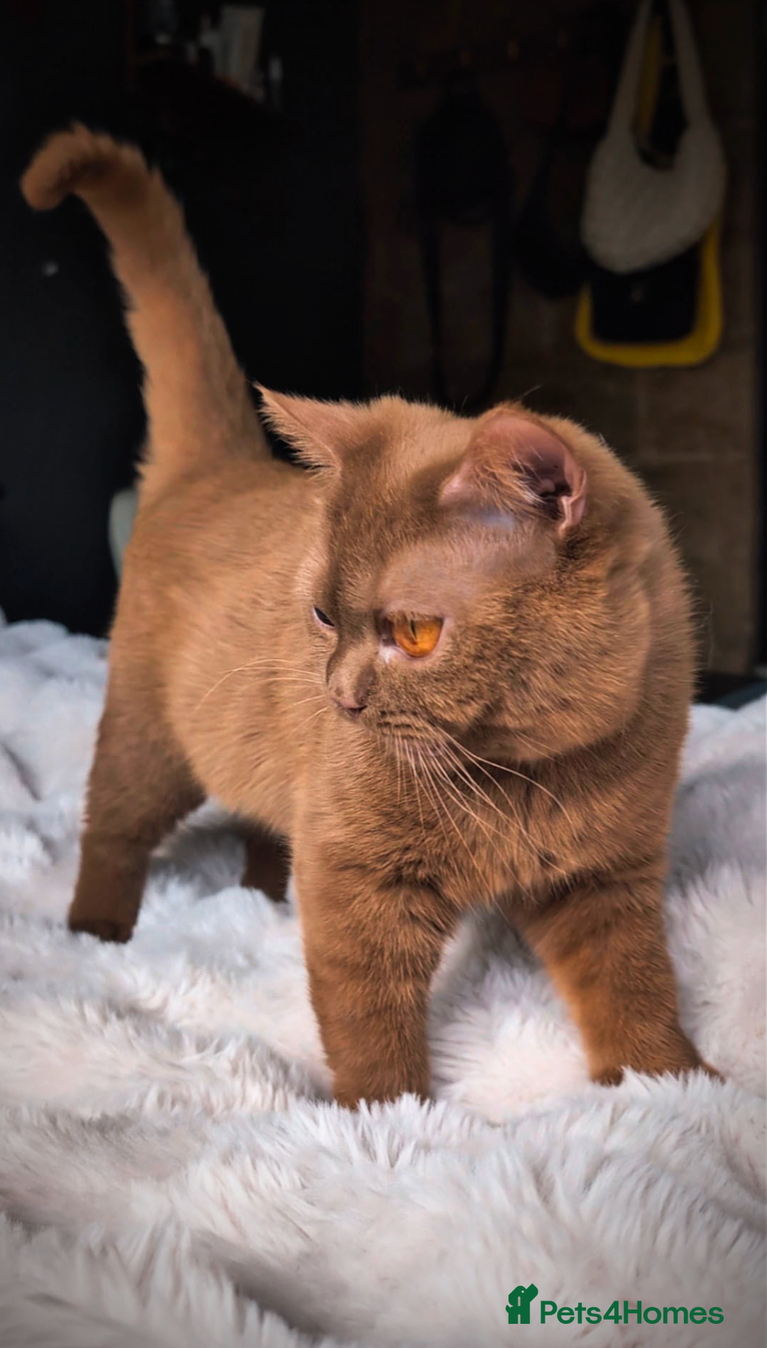 British Shorthair cats for stud: 💦CINNAMON BSH❣️GCCF & TICA active💙STUD 🩸Blood B - Image 18