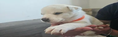 Huskita 7