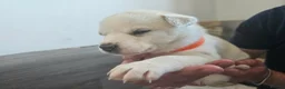 Huskita dogs for sale: Puppies for sale  - Advert 6