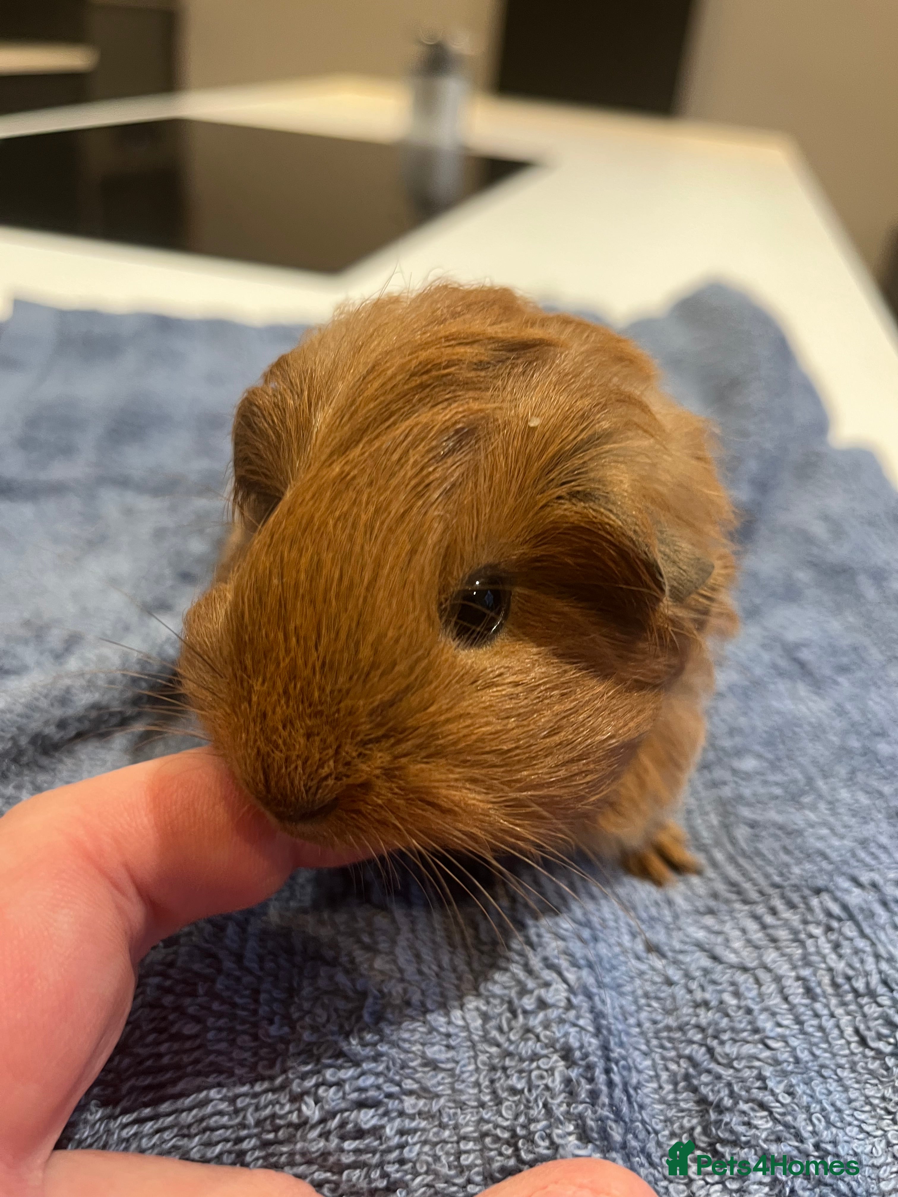 Guinea Pig rodents Pure bred sheltie Guinea pigs - Advert 2