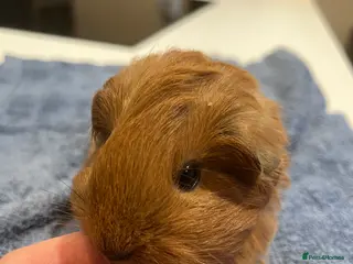 Guinea Pig rodents Pure bred sheltie Guinea pigs - Advert 2