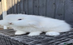 Mini Lion Lop rabbits for sale: Beautiful Blue Eyed TeddyWidder Boy - Image 4