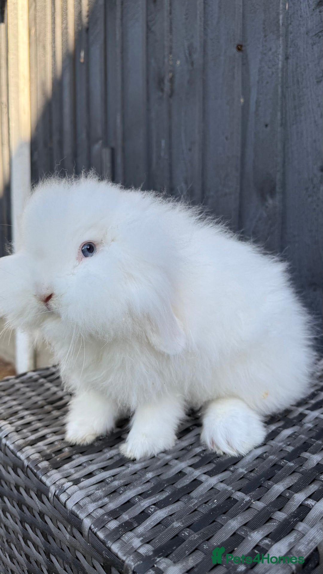 Mini Lion Lop rabbits for sale: Beautiful Blue Eyed TeddyWidder Boy - Image 4