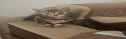 American Shorthair cats for sale: Kittens for sale  - Advert 12