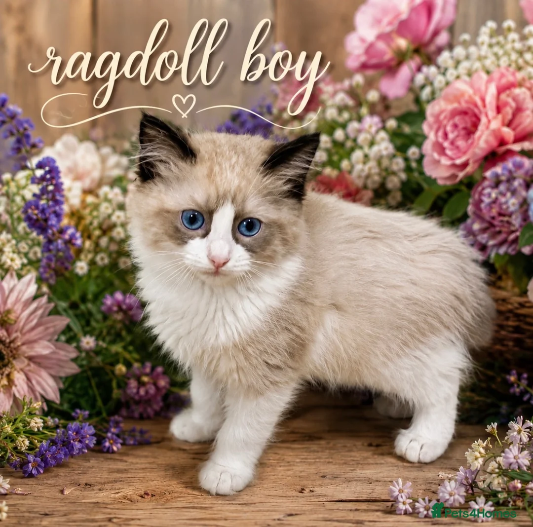 Ragdoll cats for sale: Stunning  ragdoll kittens boy available  - Advert 2