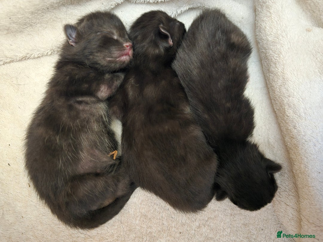 Domestic Shorthair cats for sale: 3 Adorable Kittens - Image 2