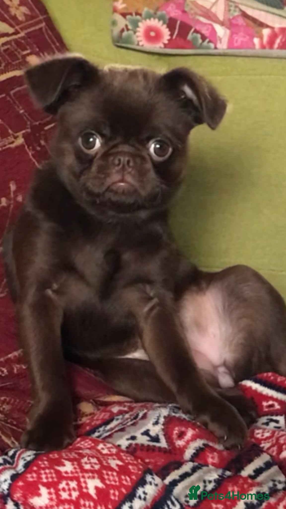 Griffon Bruxellois dogs  Brussels Griffon puppies  - Advert 1