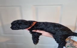 Cockapoo dogs for sale: Toy f1b - Image 2