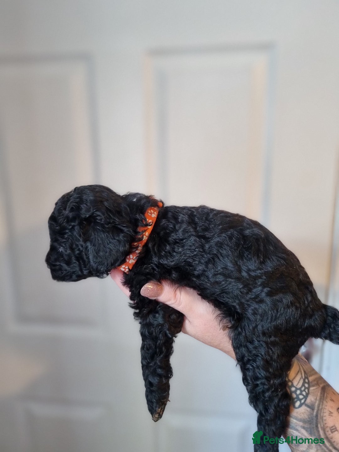 Cockapoo dogs for sale: Toy f1b - Image 2