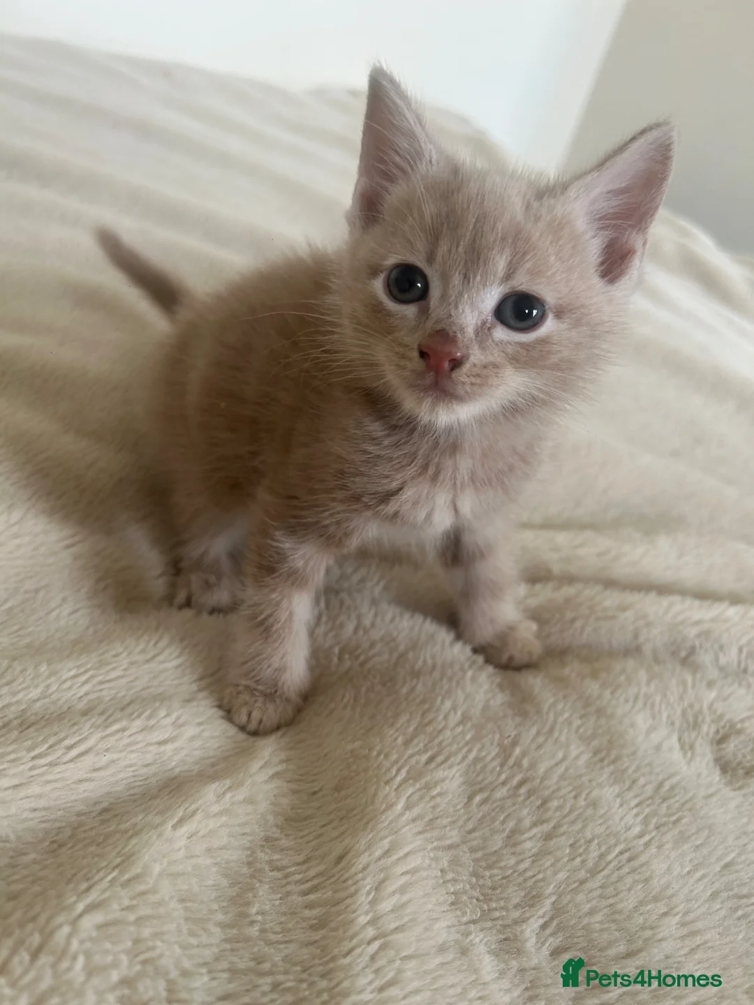 Mixed Breed cats for sale: British short/long haired kittens ❤️💙 - Advert 1