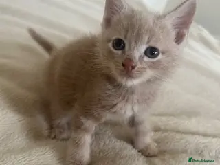 Mixed Breed cats British short/long haired kittens ❤️💙 - Advert 7