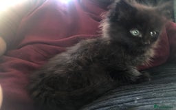 Mixed Breed cats for sale: 3 x Gorgeous Kittens - Image 3