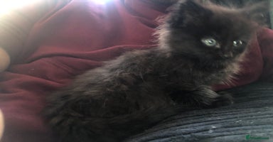 Mixed Breed cats - Advert 2