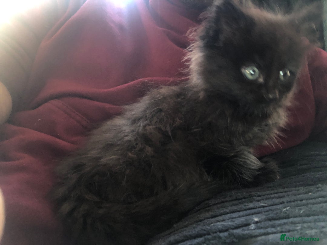 Mixed Breed cats for sale: 3 x Gorgeous Kittens - Image 3