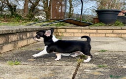 Chihuahua dogs for sale: Stunning KC Chihuahua puppies 🇬🇧 bloodlines - Image 10