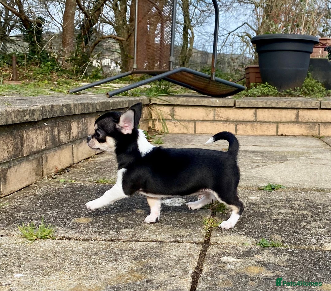 Chihuahua dogs for sale: Stunning KC Chihuahua puppies 🇬🇧 bloodlines - Image 10