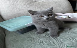 British Shorthair cats for sale: AVAILABLE NOW! British blue and kittens in Bracknell - Image 7