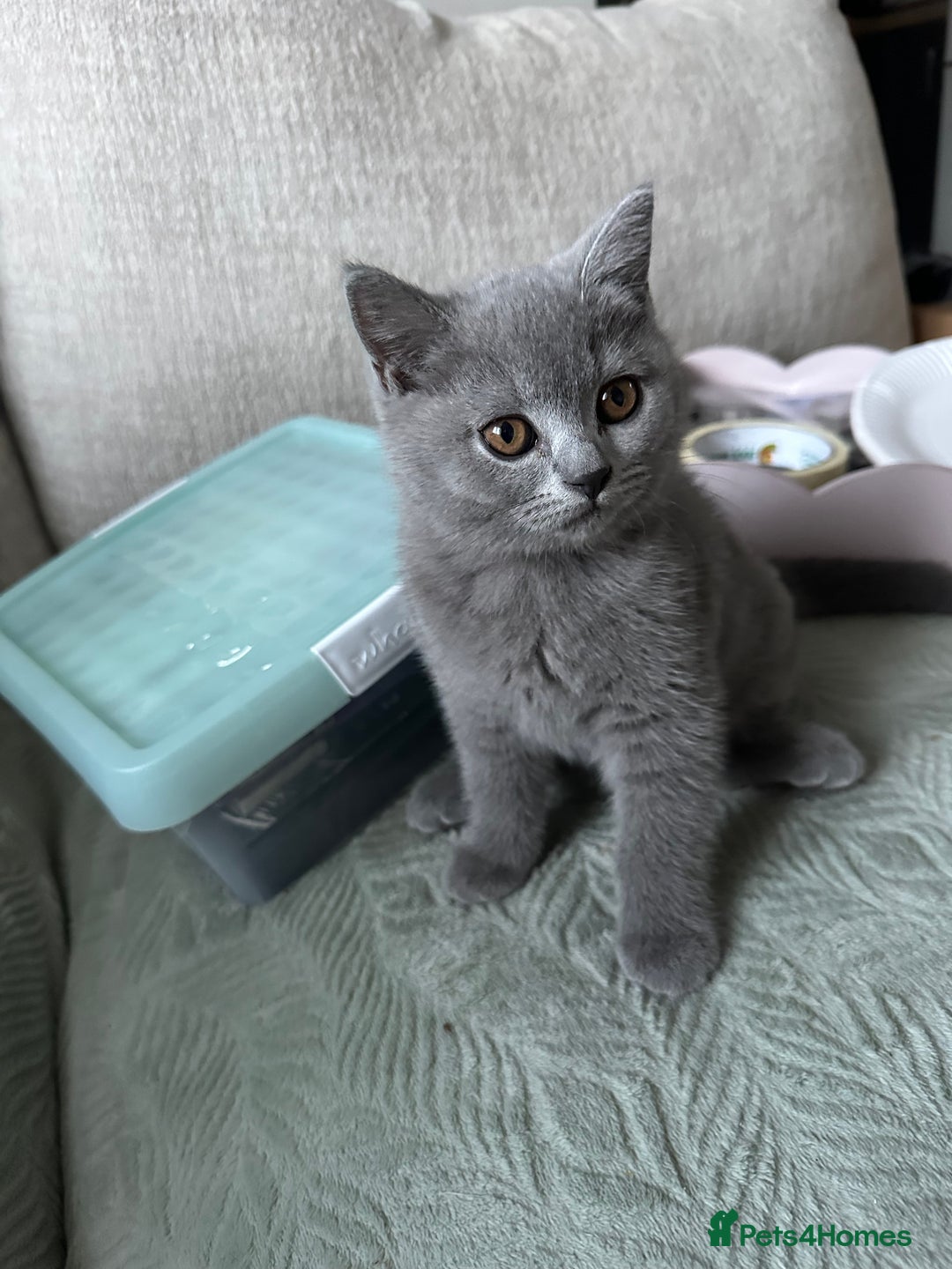 British Shorthair cats for sale: AVAILABLE NOW! British blue and kittens in Bracknell - Image 7