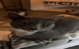 Russian Blue cats for sale: Male Russian blue cat - Image 5