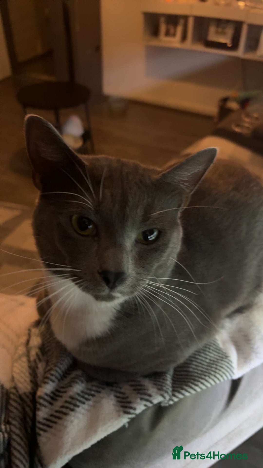 Russian Blue cats for sale: Male Russian blue cat - Image 5