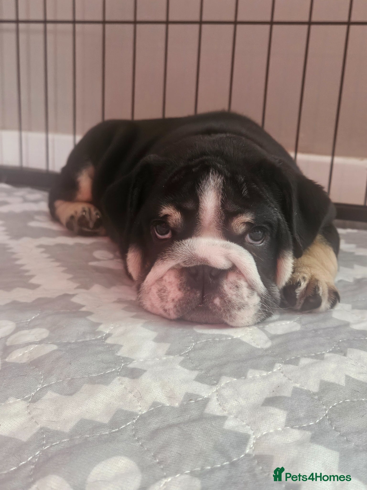 English Bulldog dogs Black tri english bulldog  - Advert 6