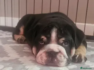 English Bulldog dogs Black tri english bulldog - Advert 6