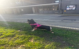 French Bulldog dogs for sale: My sweet fluffy French bulldog  - Image 7