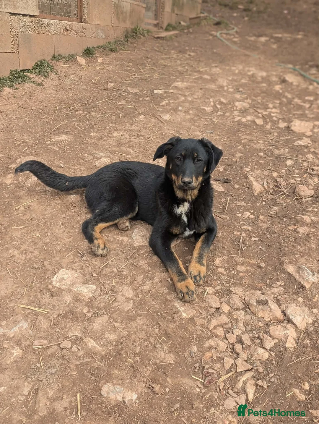 Mixed Breed dogs for adoption: Quinn - The puppy no-one has picked 💔 - Advert 9
