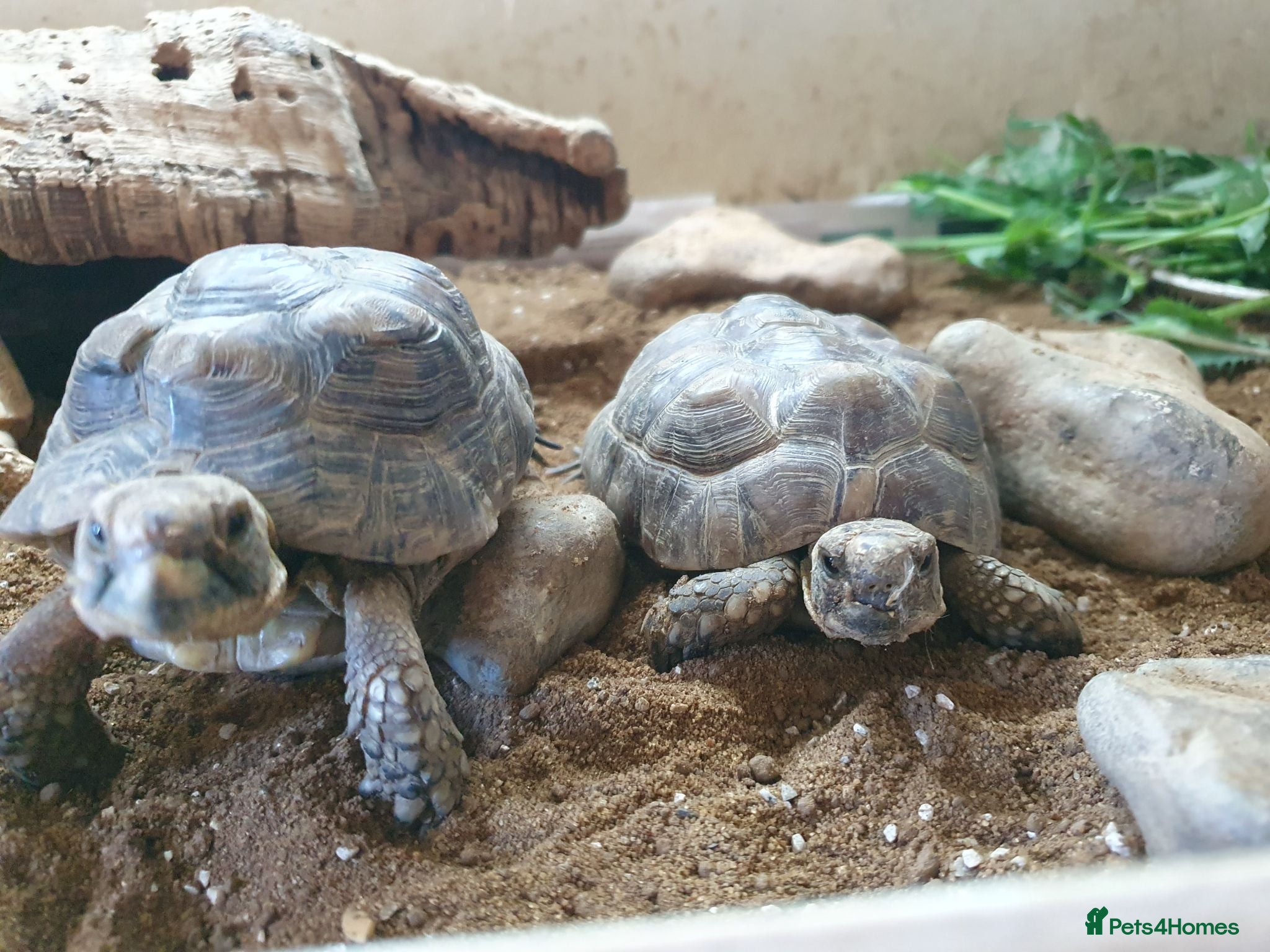 Tortoise reptiles 2 tortoises  - Advert 1