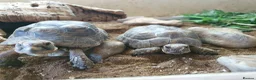 Tortoise reptiles for sale: 2 tortoises  - Advert 1