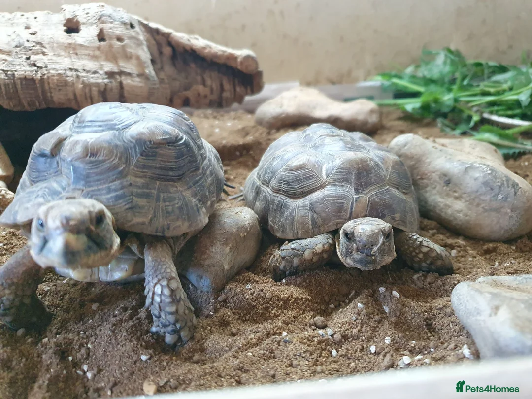 Tortoise reptiles for sale: 2 tortoises  - Advert 1