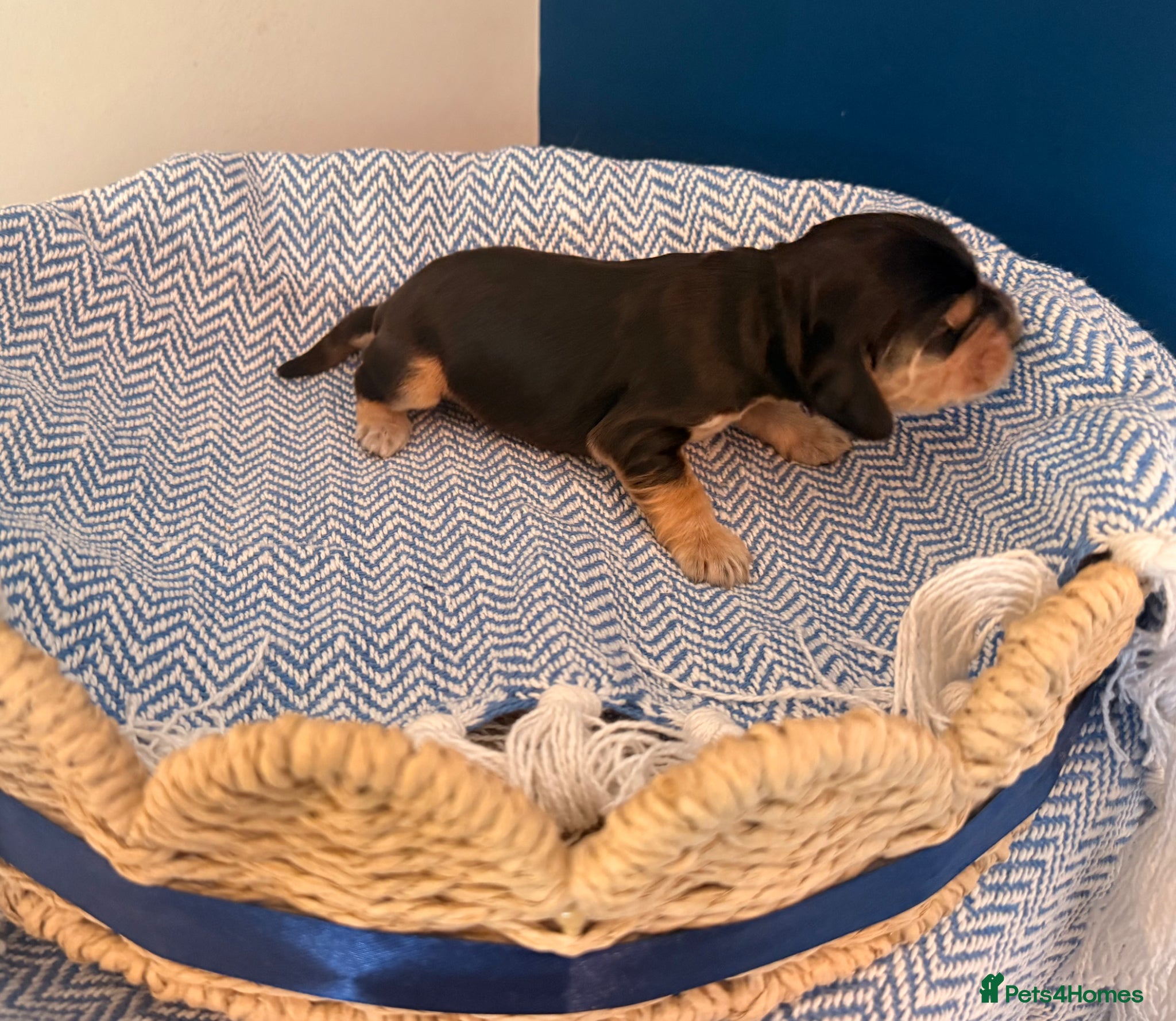 Cocker Spaniel dogs Outstanding KC registered Cocker Spaniel Puppies  - Advert 2