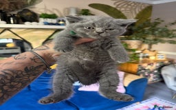 British Shorthair cats for sale: British Shorthair Champion Line kittens 🏆🥇😻 - Image 29