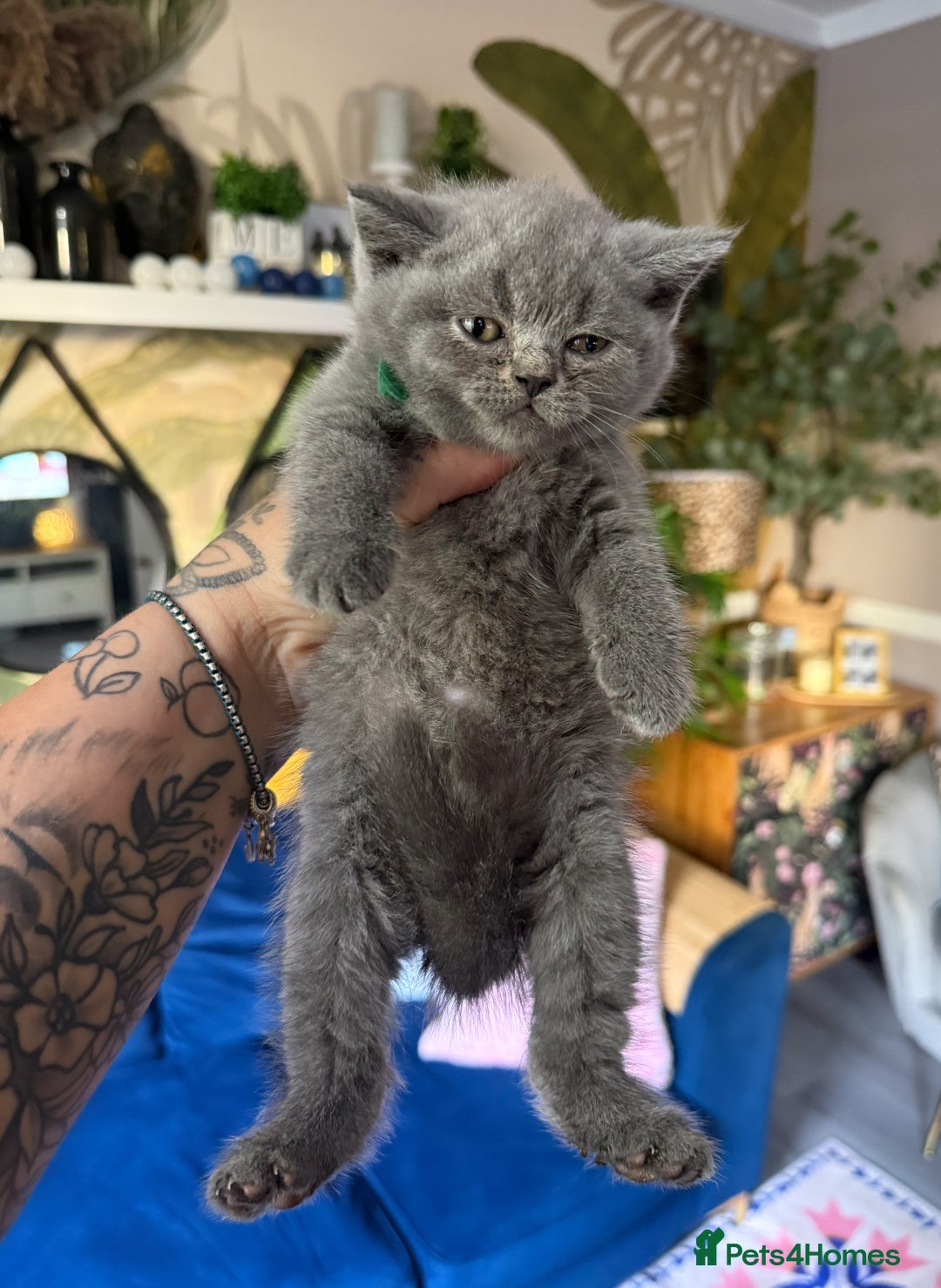 British Shorthair cats for sale: British Shorthair Champion Line kittens 🏆🥇😻 - Image 29