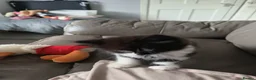 Mixed Breed cats for sale: Black and white and tortishell females - Advert 4