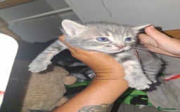 Mixed Breed cats for sale: British short hair cross kittens - Image 2