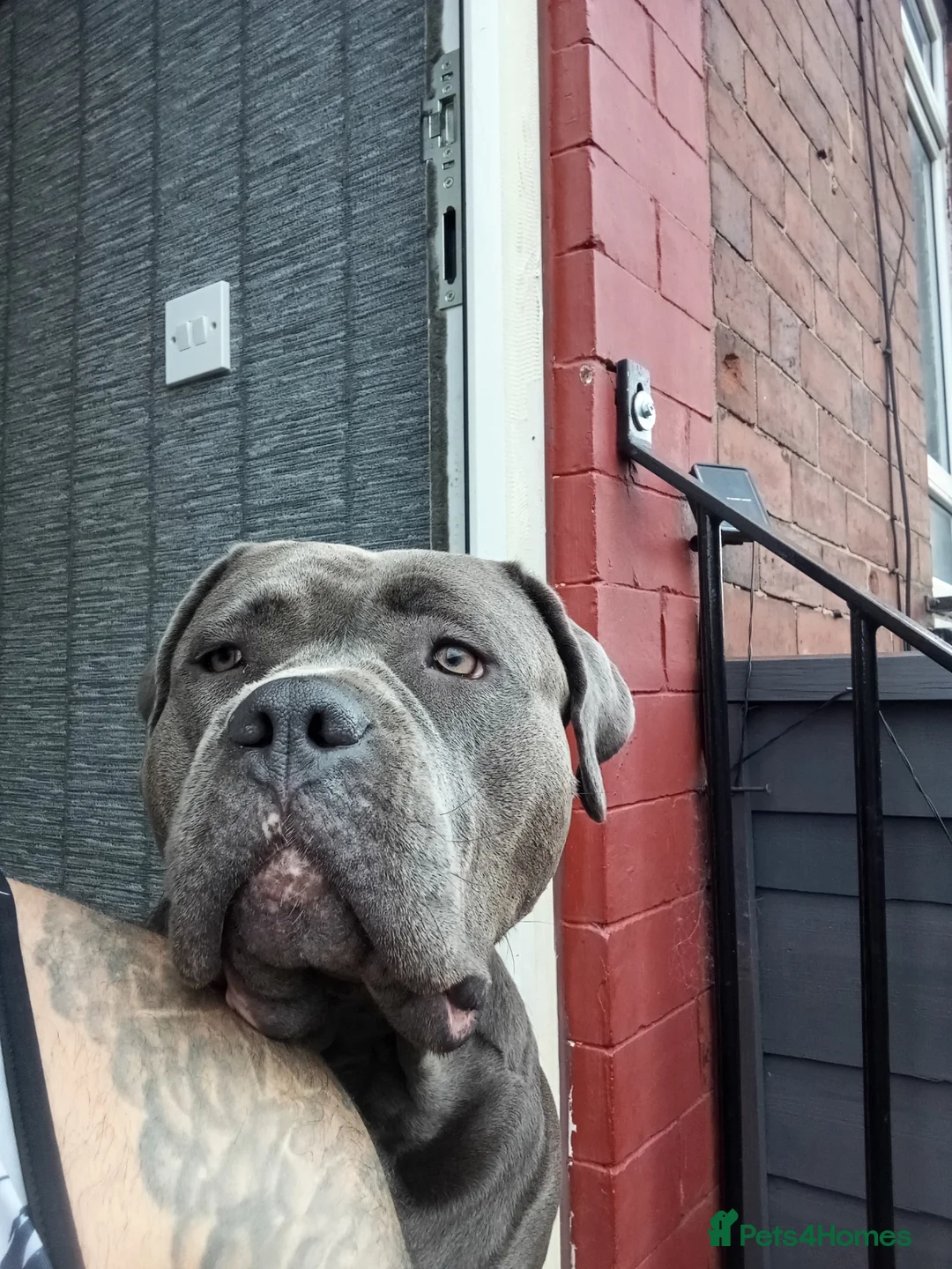 Bandog dogs for sale: Amber is looking for a loving home sweet home♥️ in Leeds - Advert 2