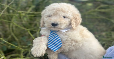 Mixed Breed dogs F1B SAINTBERNADOODLE FULL VET CHECKED ALL HEALTHY - Advert 16