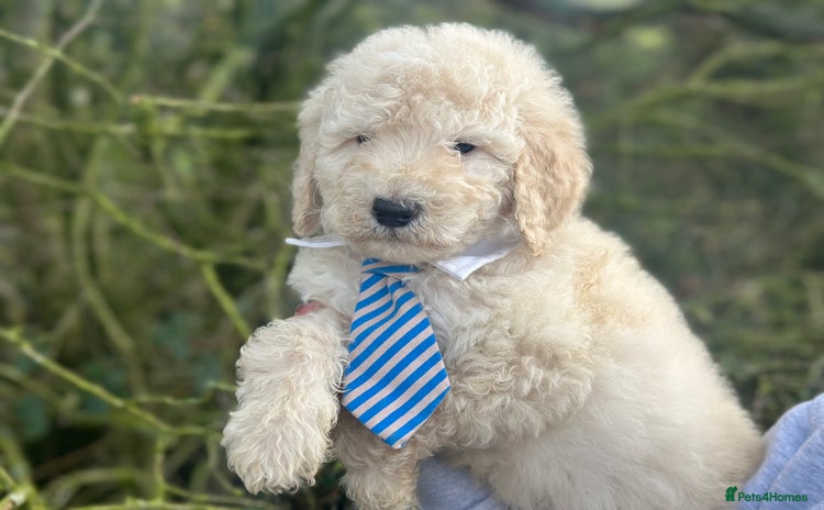 Mixed Breed dogs F1B SAINTBERNADOODLE FULL VET CHECKED ALL HEALTHY - Advert 8