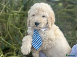 Mixed Breed dogs F1B SAINTBERNADOODLE FULL VET CHECKED ALL HEALTHY - Advert 16