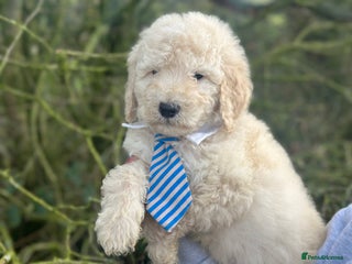 Mixed Breed dogs F1B SAINTBERNADOODLE FULL VET CHECKED ALL HEALTHY - Advert 18