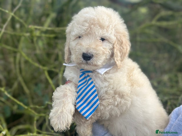 Mixed Breed dogs F1B SAINTBERNADOODLE FULL VET CHECKED ALL HEALTHY - Advert 8